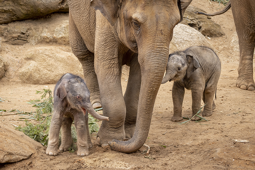 Elephant calf trifecta for Melbourne Zoo | Inner City News